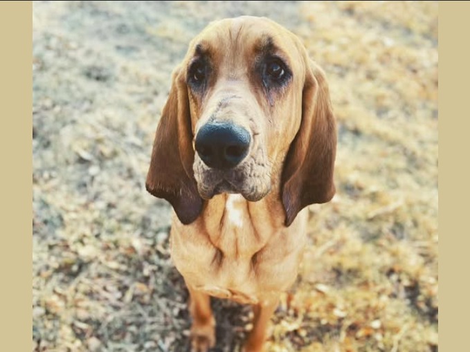 Millie